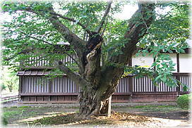 画像:弘前公園のソメイヨシノ(最古)