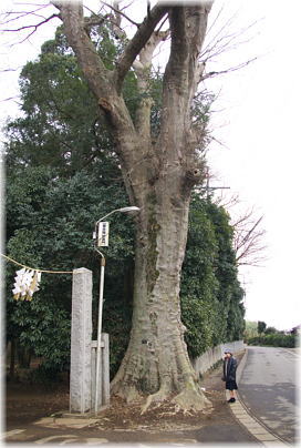 画像:一言主神社のケヤキ(幹と並ぶ)