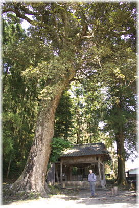 画像：日吉神社のイチイガシ（幹と並ぶ）