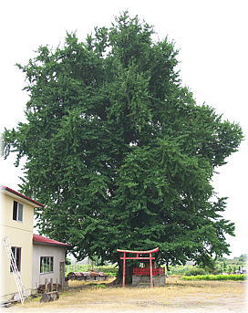 画像:本郷のイチョウ(全景)