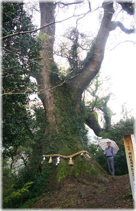 画像:本村天満神社のクスノキ(幹と並ぶ)