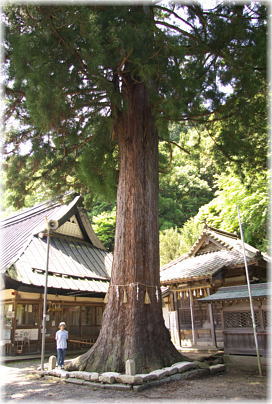 画像:波々伯部神社のスギ(幹と並ぶ)