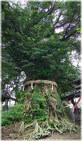 画像:指宿報国神社のアコウ(幹と並ぶ)