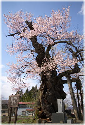 画像:下條の普賢象桜_1