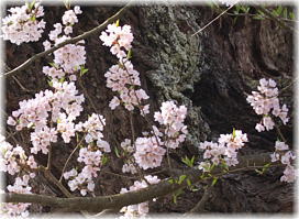 画像:下條の普賢象桜の花