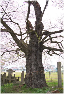 画像:古御田神社の種蒔桜
