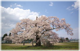 画像:古御田神社の種蒔桜(全景2)