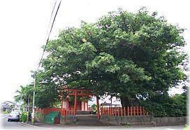 画像:稲荷神社のアコウ(全景)