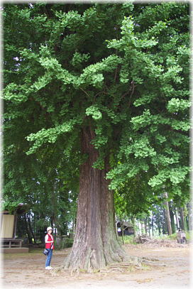 画像:一乗院のイチョウ(幹と並ぶ)
