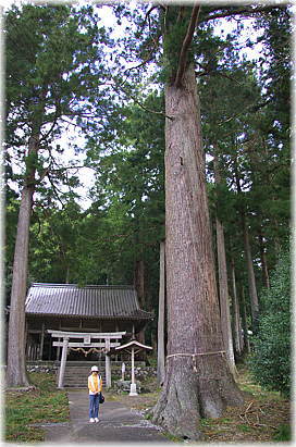 画像:八柱神社のスギ(幹と並ぶ)