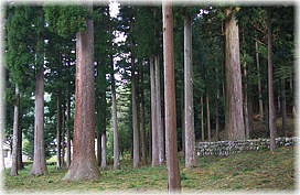 画像:八柱神社のスギ(境内林)