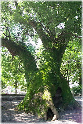 画像:印鑰神社のクスノキ