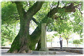 画像:印鑰神社のクスノキ(幹と並ぶ)