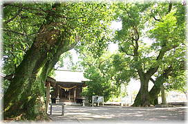 画像:印鑰神社のクスノキ_2