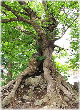 画像:石割楓_1