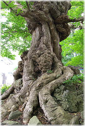 画像:石割楓_2