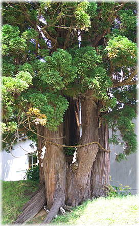 画像：岩木山神社の五本杉