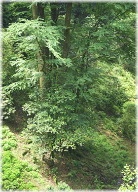 画像:岩間寺のカツラB