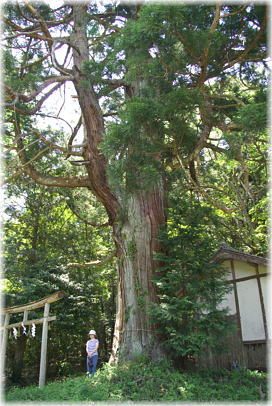 画像:岩山神社のスギ(幹と並ぶ)