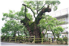 �摜�F�o���̑��i���ƕ��ԁj