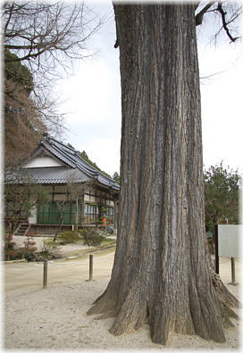画像:神宮院大銀杏