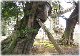 画像:高源寺のスダジイ