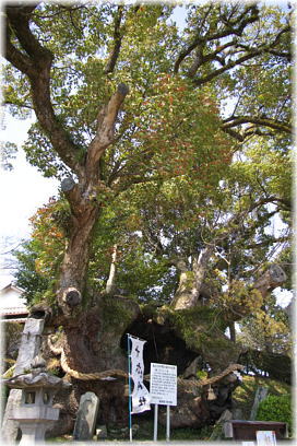 画像:十六神社のクスノキ