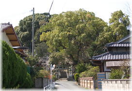 画像:十六神社のクスノキ(遠景)