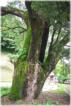 画像:鹿児島神社のクスノキ_1
