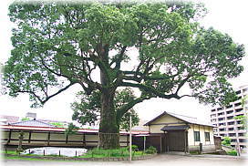 画像:鹿児島神社のクスノキ_2