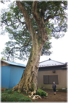 画像:貝原塚八坂神社のタブノキ(幹と並ぶ)
