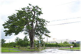 画像:鍛冶屋の一本松(全景)