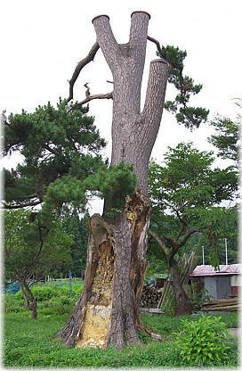 画像:蛎崎の傘松