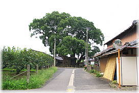 画像:隠家森(全景)