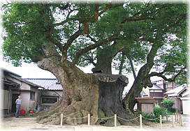 画像:隠家森(幹と並ぶ)