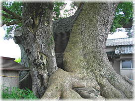 画像:隠家森(ムクノキと)