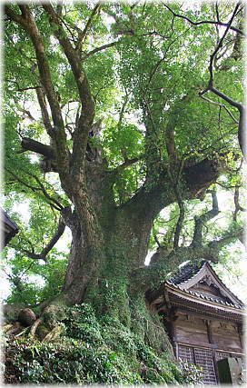 画像:釜屋神社の楠