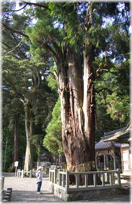 画像:愛宕神社の大スギ(幹と並ぶ)