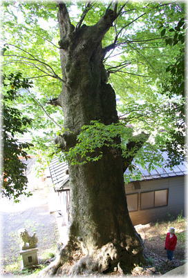 画像：上新田神明社のケヤキ（反対側から）（幹と並ぶ）