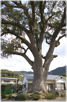 画像:金出天神森の大樟(1号木)(幹と並ぶ)