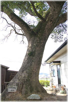画像:金出天神森の大樟(2号木)