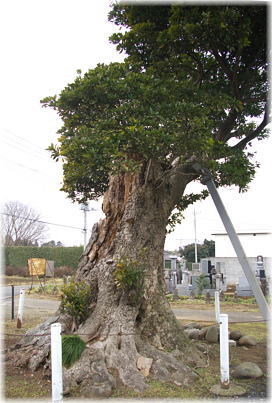 画像:鹿小路のタブノキ