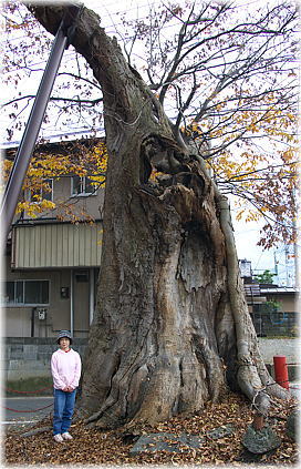画像:神部神社のケヤキ(幹と並ぶ)