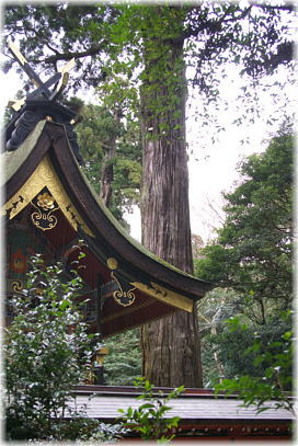 画像:鹿島神宮のスギ(本殿後方の御神木)