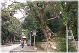 画像:鹿島神宮のタブノキ