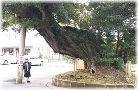 画像:鹿島神宮のスダジイ