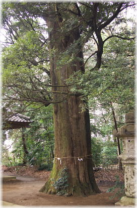 画像：鹿島神社のやどり木の宿主（スギ）