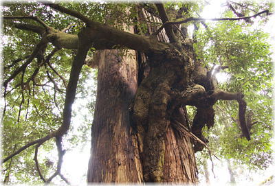 画像：鹿島神社のやどり木（シイ）