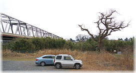 画像：豊水橋のコゴメヤナギ（遠景）