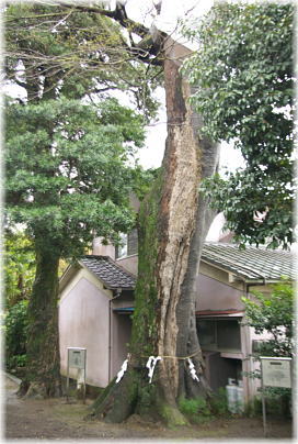 画像:剱八幡宮のムクノキ